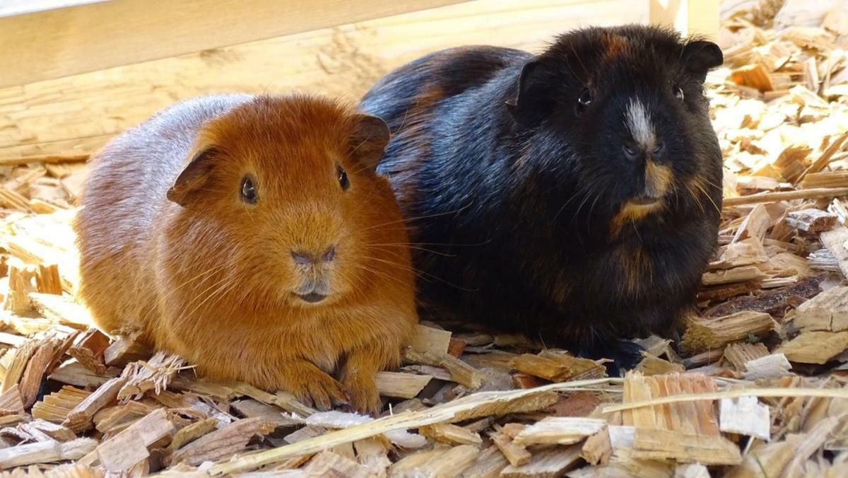 Apartmán u svahu Dolní Morava Esterno foto